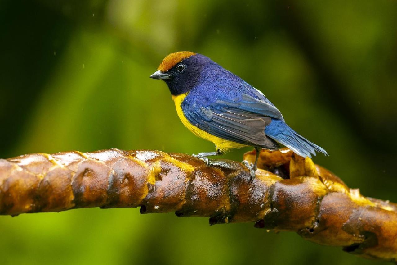 Bed and Breakfast Birds & Breakfast Costa Rica La Tigra  Exterior foto