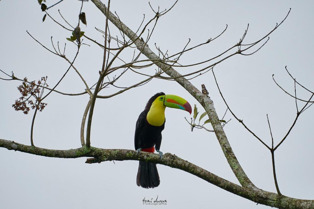 Bed and Breakfast Birds & Breakfast Costa Rica La Tigra  Exterior foto