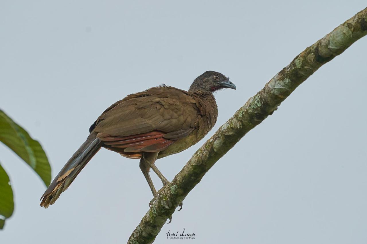 Bed and Breakfast Birds & Breakfast Costa Rica La Tigra  Exterior foto